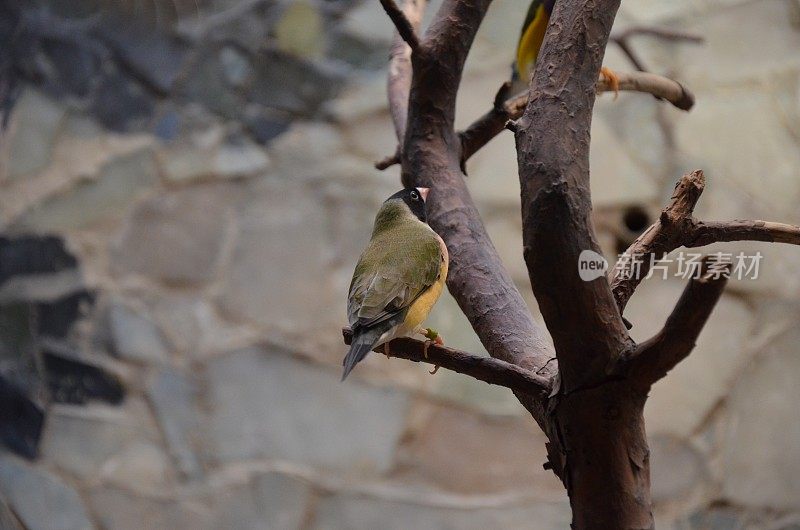 Gouldian finch (Erythrura gouldiae)，也被称为Lady Gouldian finch